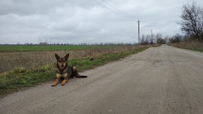 Шкода завдана нападом собаки IMG 20200322 153429
